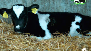 Research: Investment needed to realise potential of dairy-beef