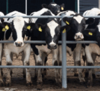 Letter to the editor: Focus needed on better animal health in Europe