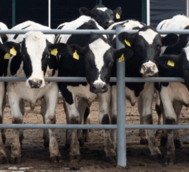 Letter to the editor: Focus needed on better animal health in Europe