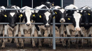 Letter to the editor: Focus needed on better animal health in Europe