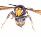 Further sightings of Asian hornet confirmed in Northern Ireland