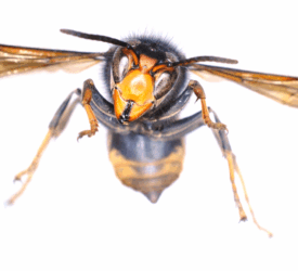 Further sightings of Asian hornet confirmed in Northern Ireland
