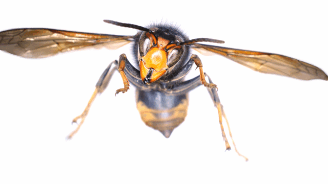 Further sightings of Asian hornet confirmed in Northern Ireland