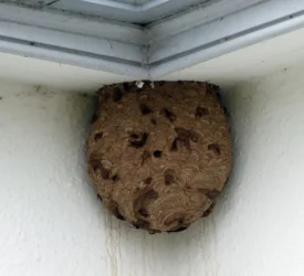 NIEA confirms removal of Asian hornet nest in Northern Ireland