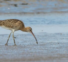 €20 million allocated to cross-border habitat preservation project