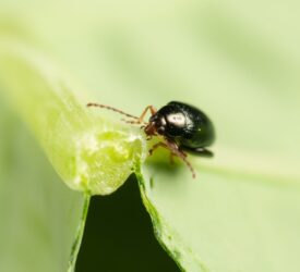 New project to take cabbage stem flea beetle control to next level