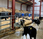 Water and concentrate feeding is key to calf rumen development