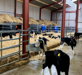 Water and concentrate feeding is key to calf rumen development
