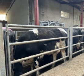 Dosing the herd ahead of winter housing