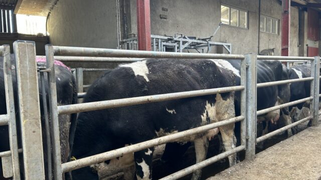 Dosing the herd ahead of winter housing