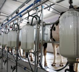 Dairy advice: Time to focus on cows that need an early dry-off