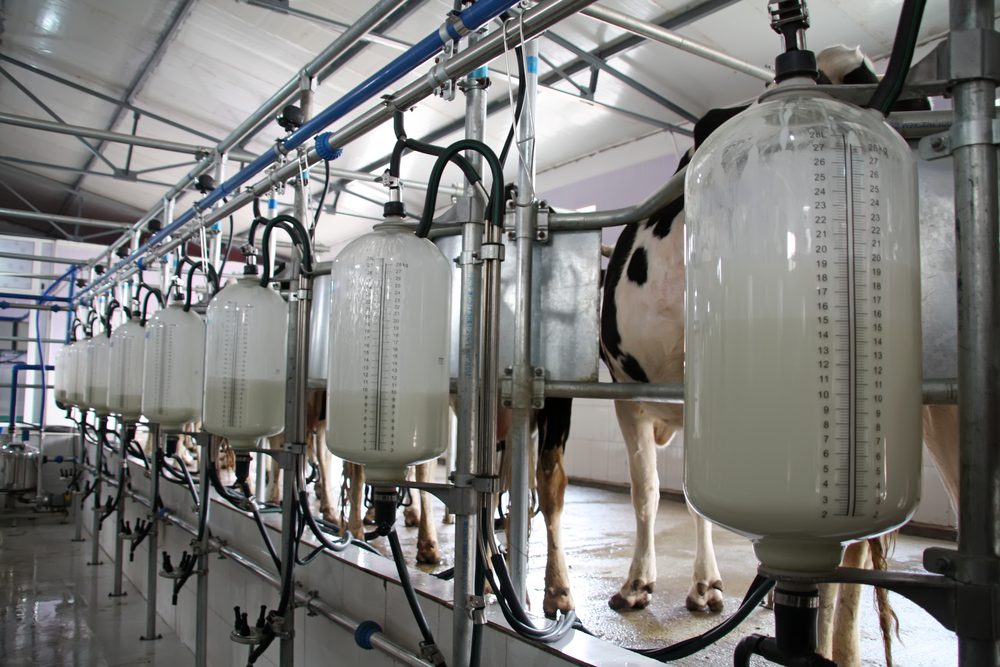Dairy advice: Time to focus on cows that need an early dry-off