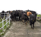Keeping SCC down during final few months of lactation