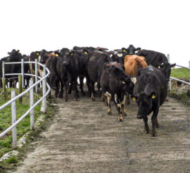 Keeping SCC down during final few months of lactation