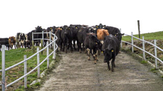 Keeping SCC down during final few months of lactation