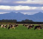 NZ farmers vote in favour of selling Fonterra’s consumer businesses