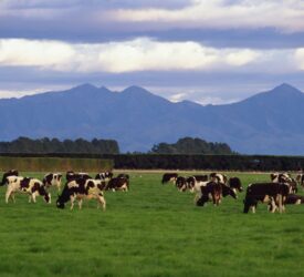 NZ farmers vote in favour of selling Fonterra’s consumer businesses