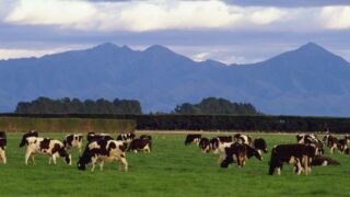 NZ farmers vote in favour of selling Fonterra’s consumer businesses