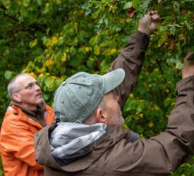 How Iceland is learning from Scotland’s forestry sector