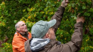 How Iceland is learning from Scotland’s forestry sector