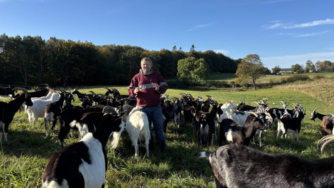 Watch: From finance careers to cheesemaking on a goat farm in Denmark