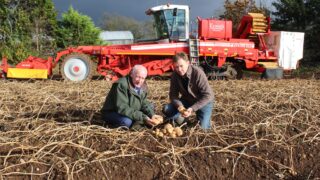 Maincrop potato harvest in Northern Ireland now 80% completed