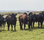 Lidl GB to invest £30 billion in ‘British food and farming industry’