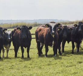 Lidl GB to invest £30 billion in ‘British food and farming industry’