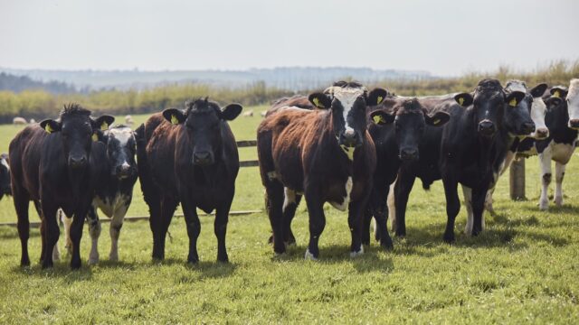 Lidl GB to invest £30 billion in ‘British food and farming industry’