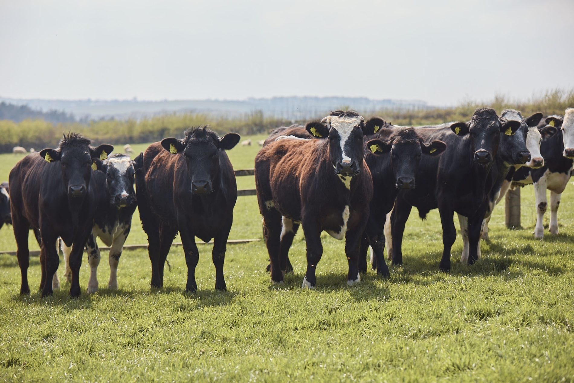 agriland.co.uk - Francess McDonnell - Lidl GB to invest £30 billion in 'British food and farming industry'
