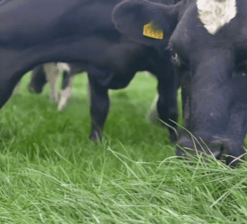 Aim for at least one grazing on your autumn reseeded ground