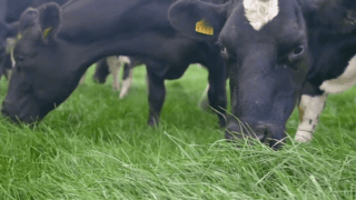 Aim for at least one grazing on your autumn reseeded ground