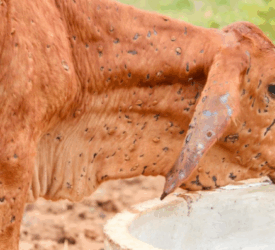 WOAH confirms 2 outbreaks of lumpy skin disease in Spain