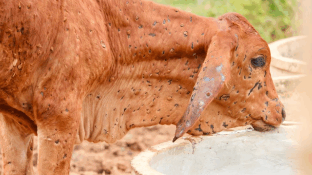 Lumpy skin disease