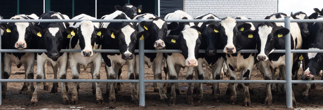 Letter to the editor: Focus needed on better animal health in Europe