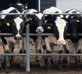 Letter to the editor: Focus needed on better animal health in Europe