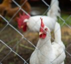 NI: New bird flu ‘prevention zone’ to be introduced next month