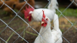 NI: New bird flu ‘prevention zone’ to be introduced next month