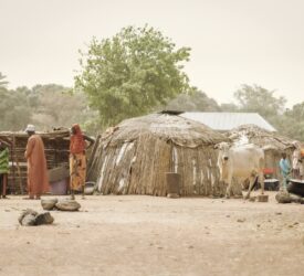 Developing countries need smarter collaboration on livestock sector – expert