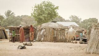 Developing countries need smarter collaboration on livestock sector – expert
