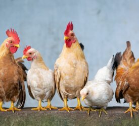 Poultry culled at NI premises amid suspect bird flu case