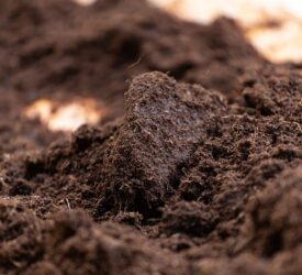 Could soil’s ability to ‘remember’ drought ensure more resilience?