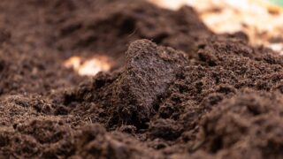 Could soil’s ability to ‘remember’ drought ensure more resilience?