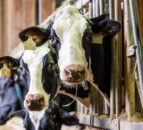 New all-Wales restricted zone for bluetongue to start in November