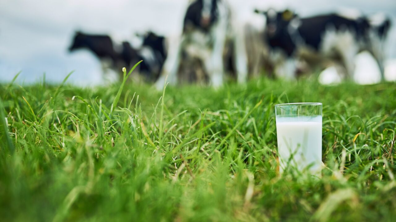 Spend on dairy products in GB up 6% year-on-year – report