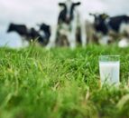 Spend on dairy products in GB up 6% year-on-year – report
