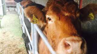 Heydon and Muir announce new TB cooperation project