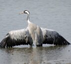 Risk of bird flu outbreaks rises across Europe as virus hits migrating cranes