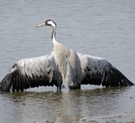 Risk of bird flu outbreaks rises across Europe as virus hits migrating cranes