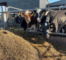 Achieving target weights for spring-calving heifers